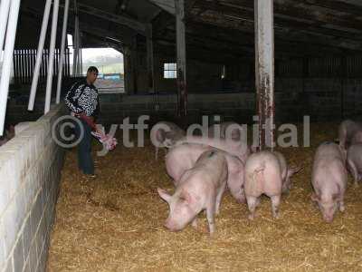 20050714 - Leon pigs 109.jpg