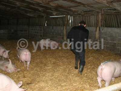 20050714 - Leon pigs 117.jpg