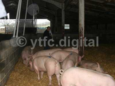 20050714 - Leon pigs 119.jpg