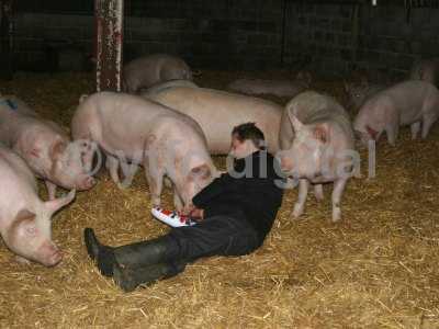 20050714 - Leon pigs 127.jpg