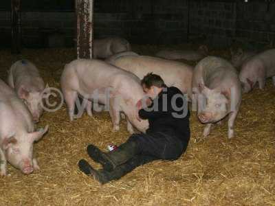 20050714 - Leon pigs 128.jpg